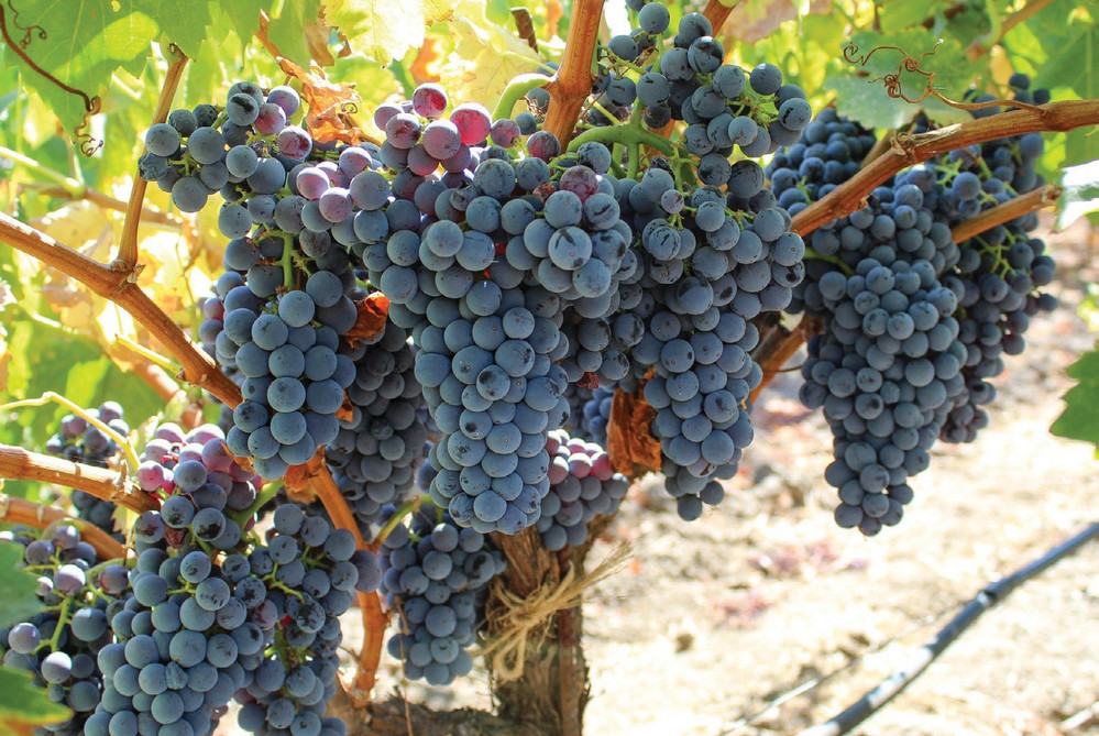 grapes grenache heritage