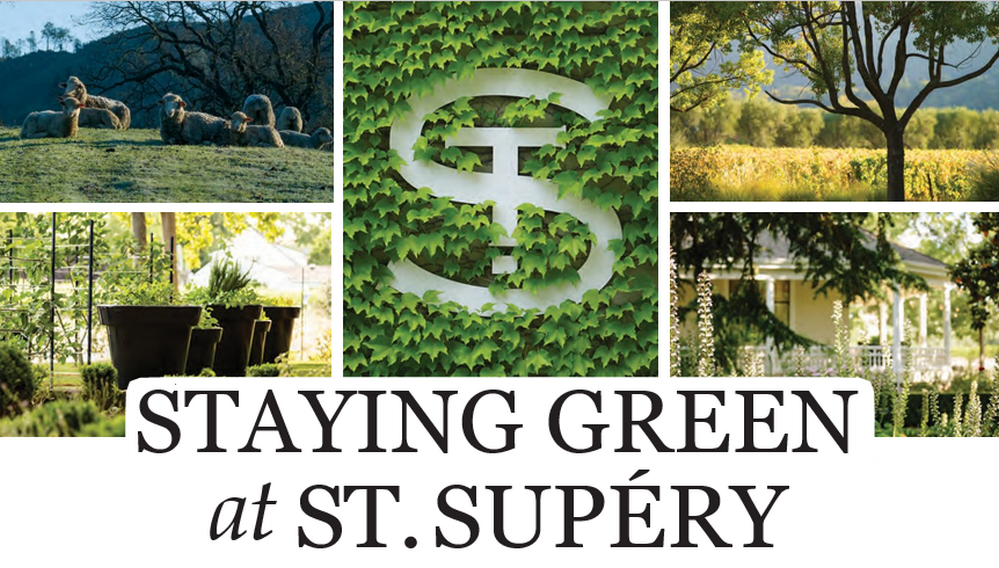 Staying Green at St. Supéry
