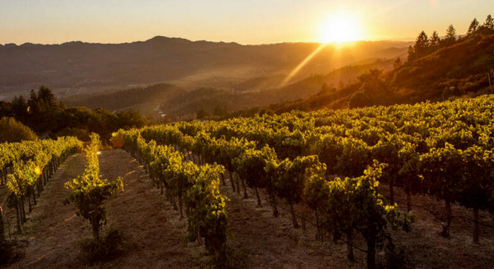 Hertelendy Vineyards - Napa Valley Life Magazine