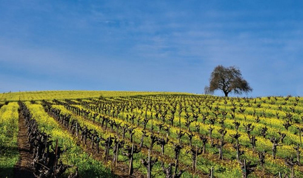 Yountville – The Birthplace of Napa Valley Wine