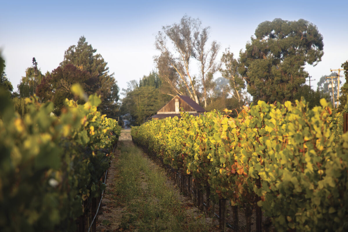 image of vineyard at Blue Farm