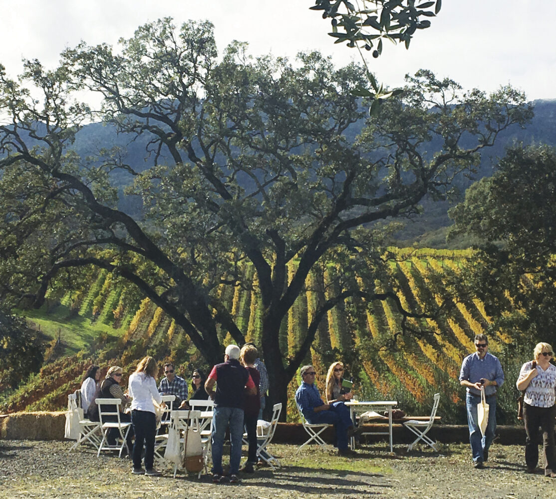 Large tree at BR Cohn Winery with people near picnic tables