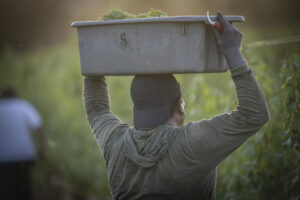 man carrying grapes in a container, resting on his head