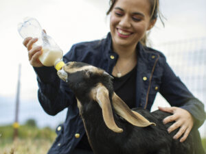 smiling woman bottlefeeding a young black goat