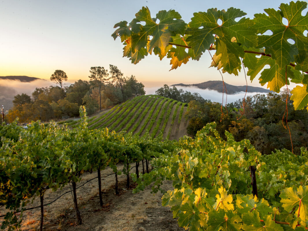 View of rolling vineyard at Somerston Estate