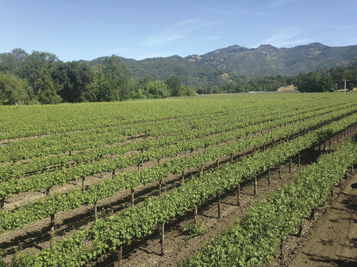 image of green vineyard with blue sky