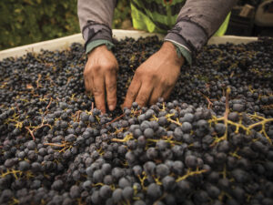 Hands in a barrel of purple grapes