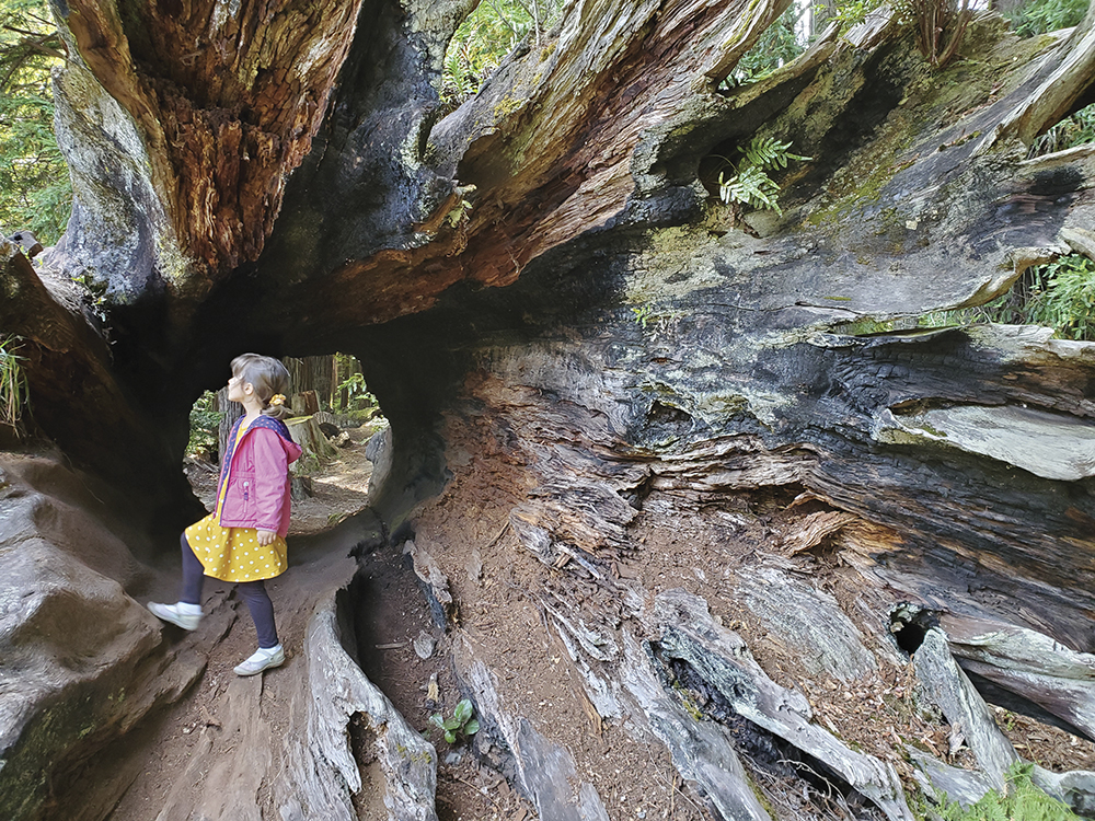 girl in pink jacket standing inside a large redwood tree