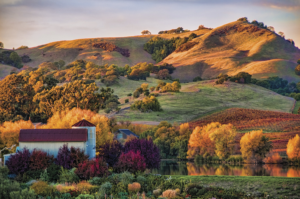 Napa landscape with fall colors of gold. deep green and purple surrounding a pond and building with red roof