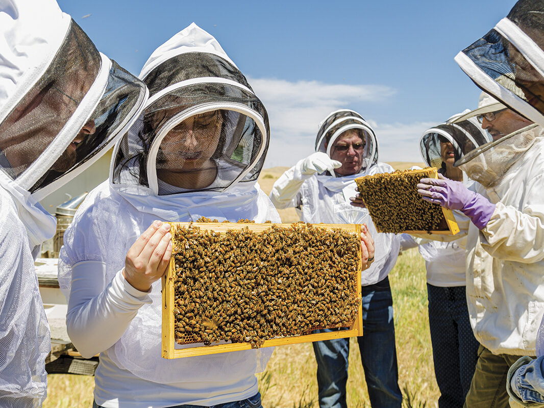 people in beekeeper suits studying bees