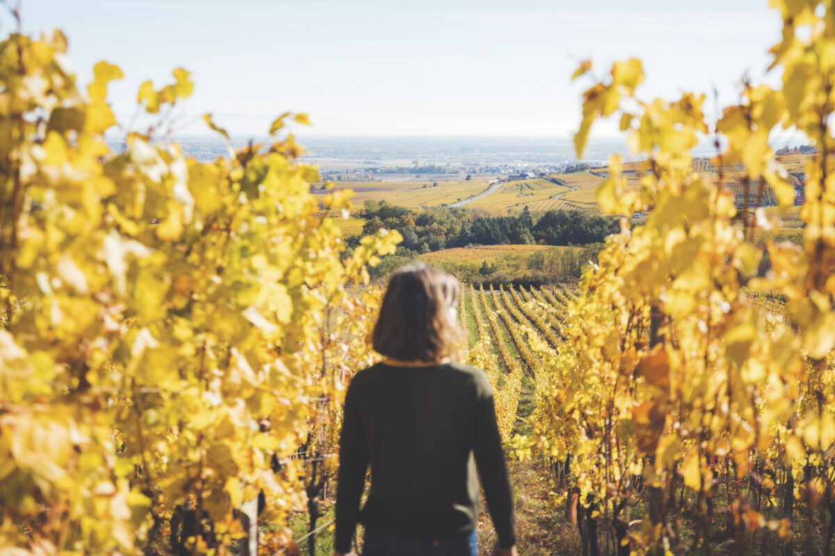 Woman walking among yellow vines toward vineyard