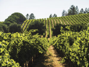 view of Duckorn vineyards