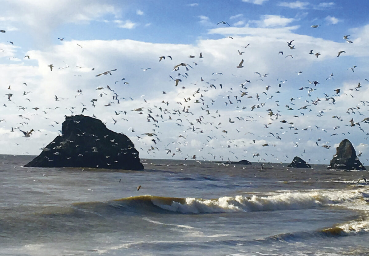 ocean view with birds in flight over blue sky