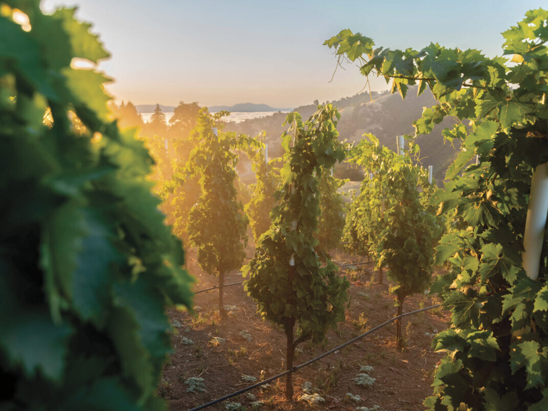 vineyard plants