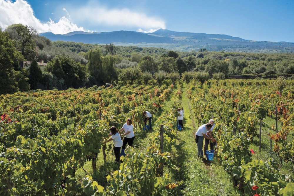 beautiful italian vineyard with mountains in background with people working the vines