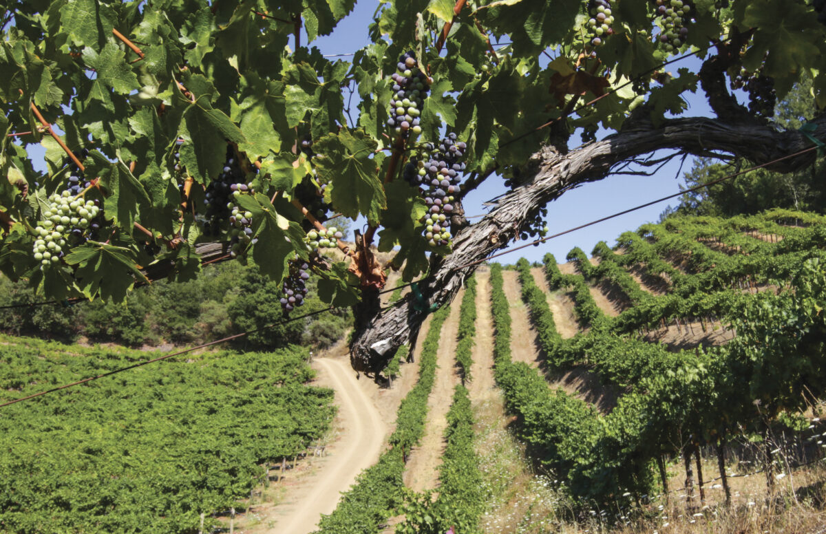 vineyard view of Mt. Veeder Magic Vineyards with grapes in the foreground