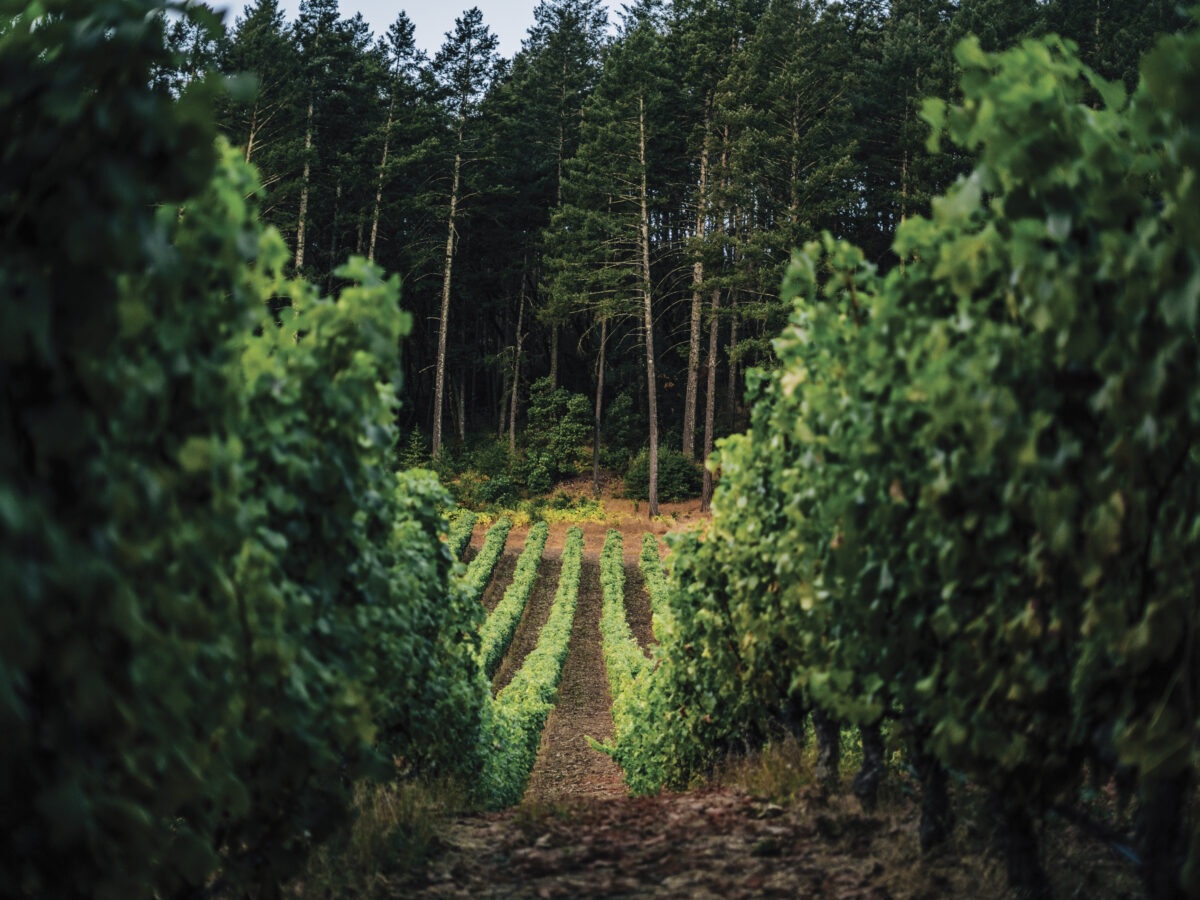 green vineyard view