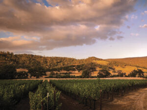 vineyard view with clouds in blue sky