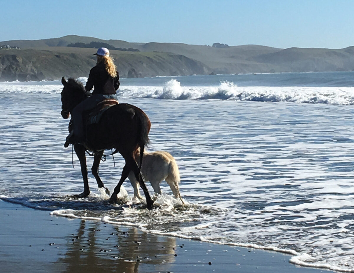 woman riding a horse in the water at the beach with dog walking alongside