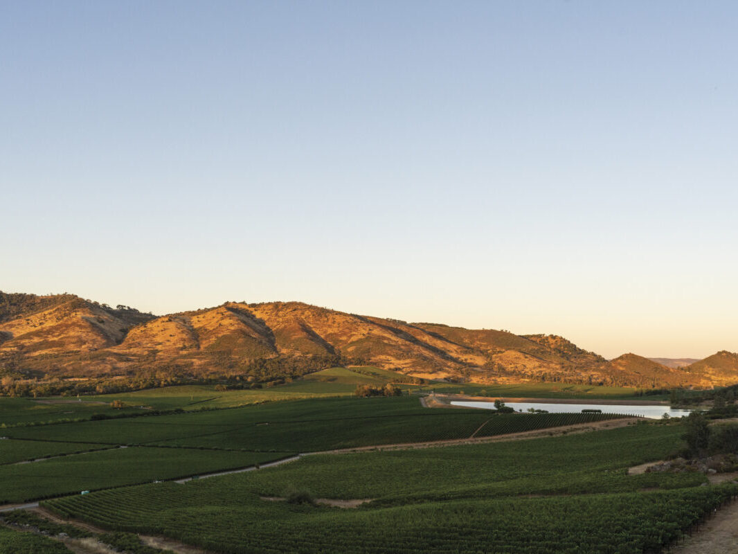 image of vineyard and mountain at dawn