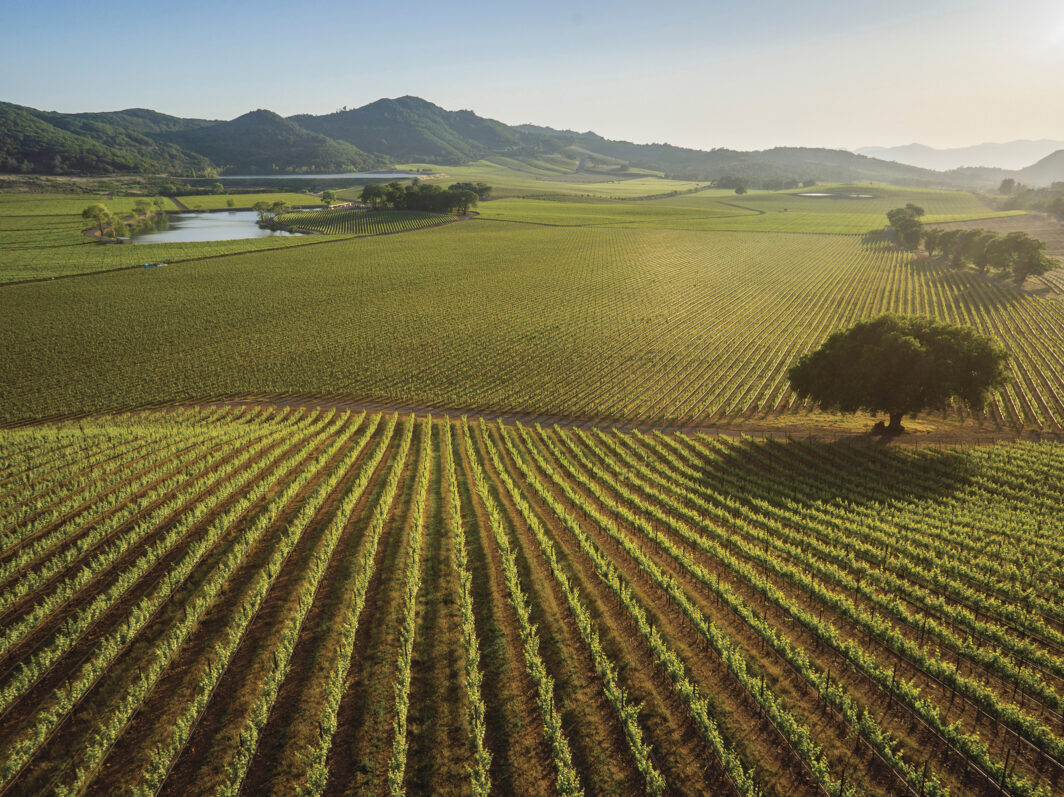 image of Antinori Napa Valley Estate Vineyards with mountains in background