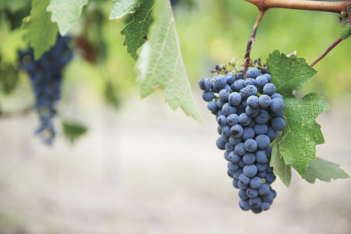 closeup of purple grapes hanging on vine