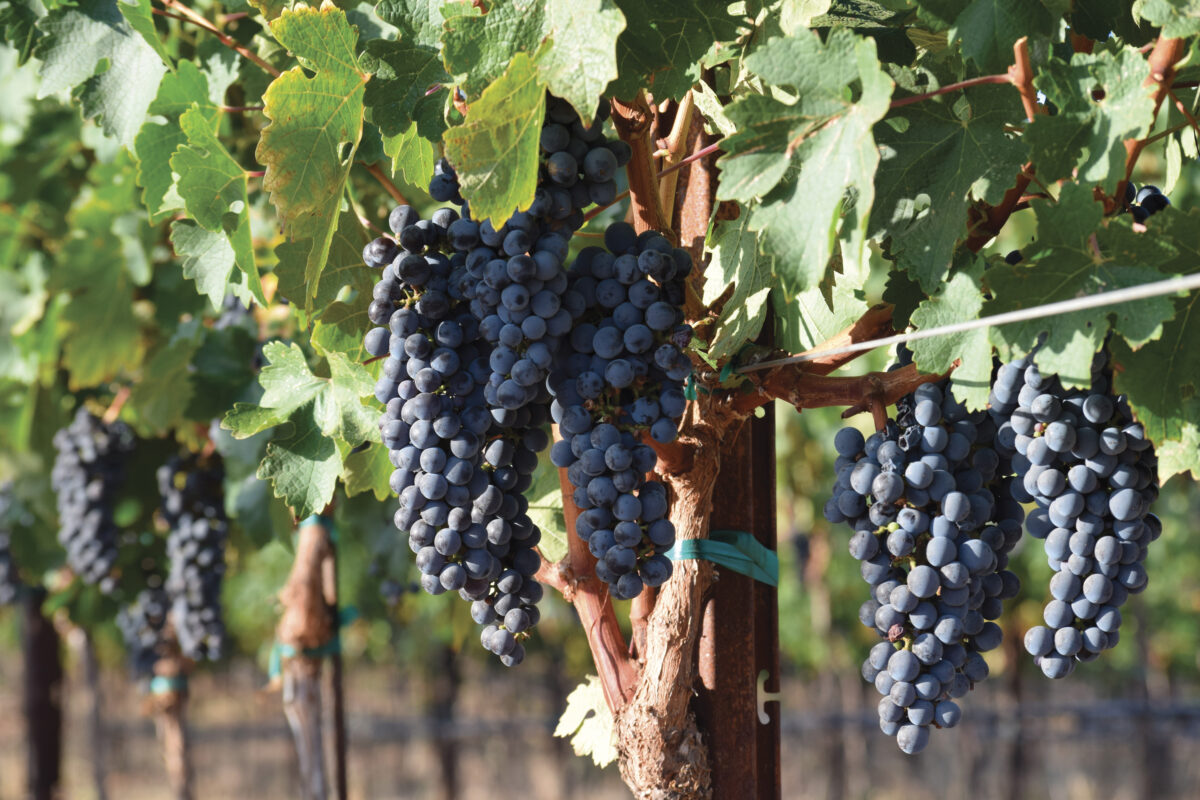 closeup of bundles of purple grapes on vine