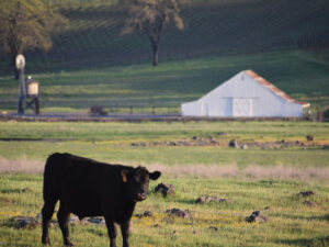 brown cow in green field with white building and windmill in background