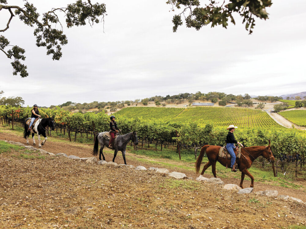 people riding horses on vineyard