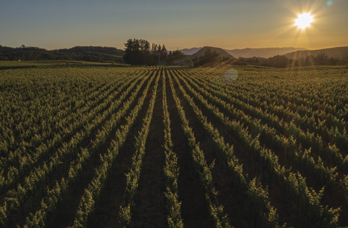 image of vineyard at dusk