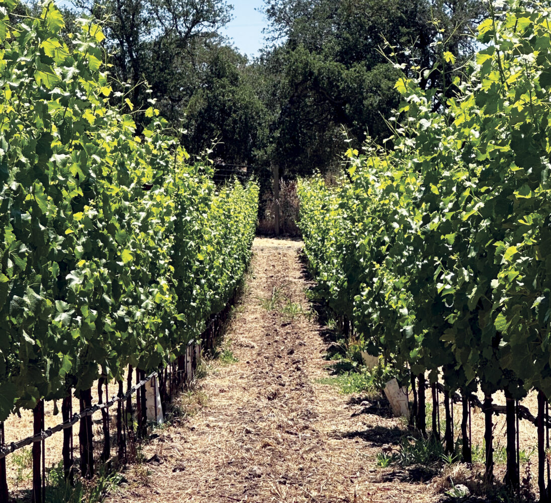 vines on either side of dirt path