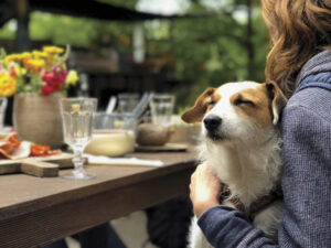 dog sitting on woman's lap at outdoor table with eyes closed