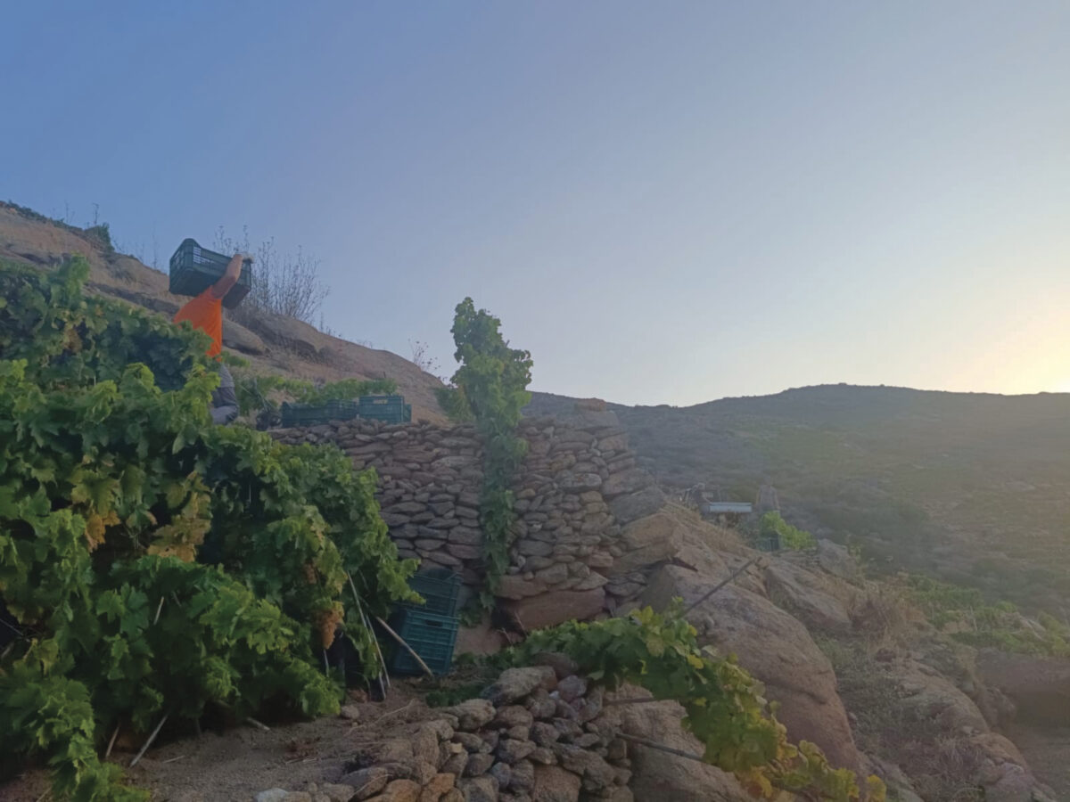 vines growing on rocky mountainside with blue sky for the article Heroic Vineyards