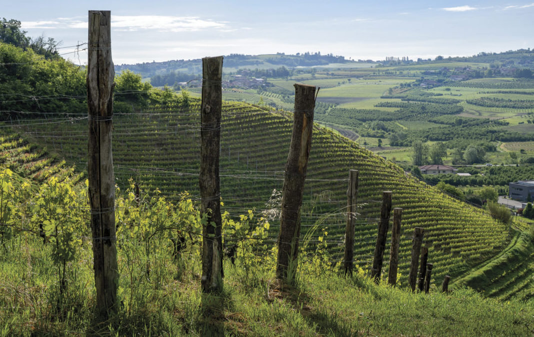 Wine Region Series: Piedmont’s Bounty