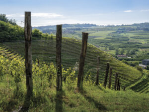 green hillside vineyard with rolling hills in the background and wood posts in foreground with blue sky