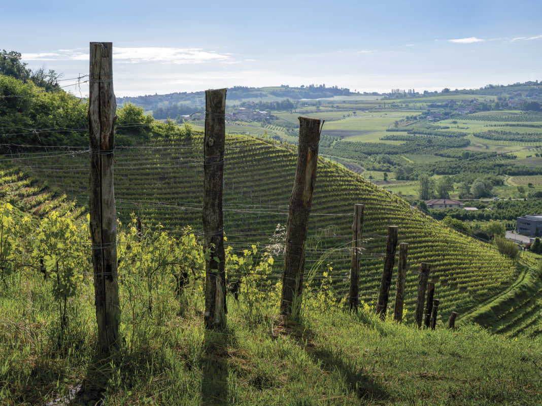 green hillside vineyard with rolling hills in the background and wood posts in foreground with blue sky