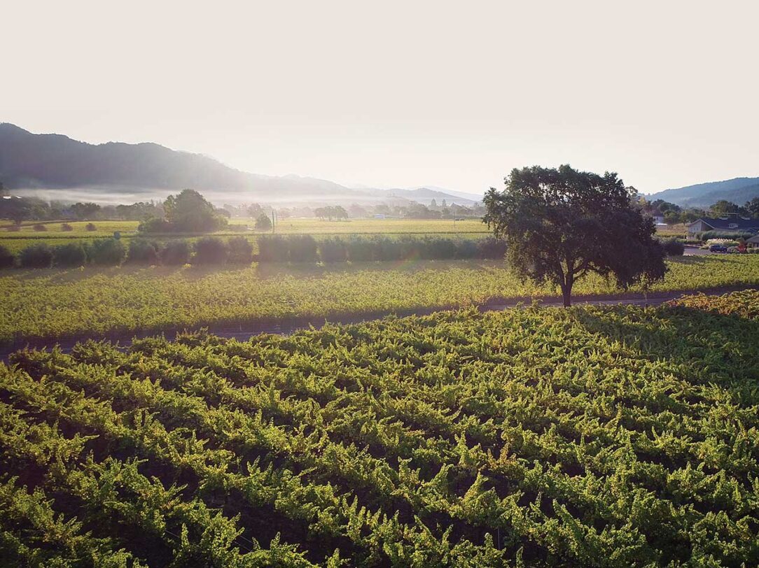 vineyard view at Bennett Lane in Calistoga with foggy skies