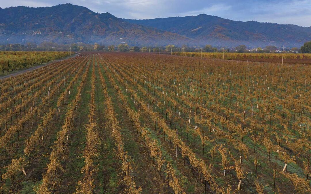 Beckstoffer Vineyards