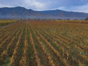 image of vineyards with mountain in background and blue sky at Beckstoffer Vineyards