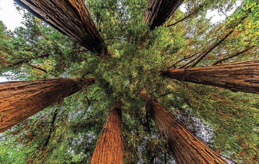 Sequoia Grove Winery Cultivates Sustainability