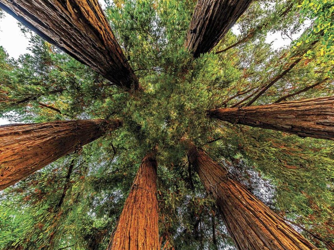 view of sequoia trees from the ground for Sequoia Grove article