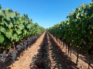 row of vineyard at Fortunati with blue sky