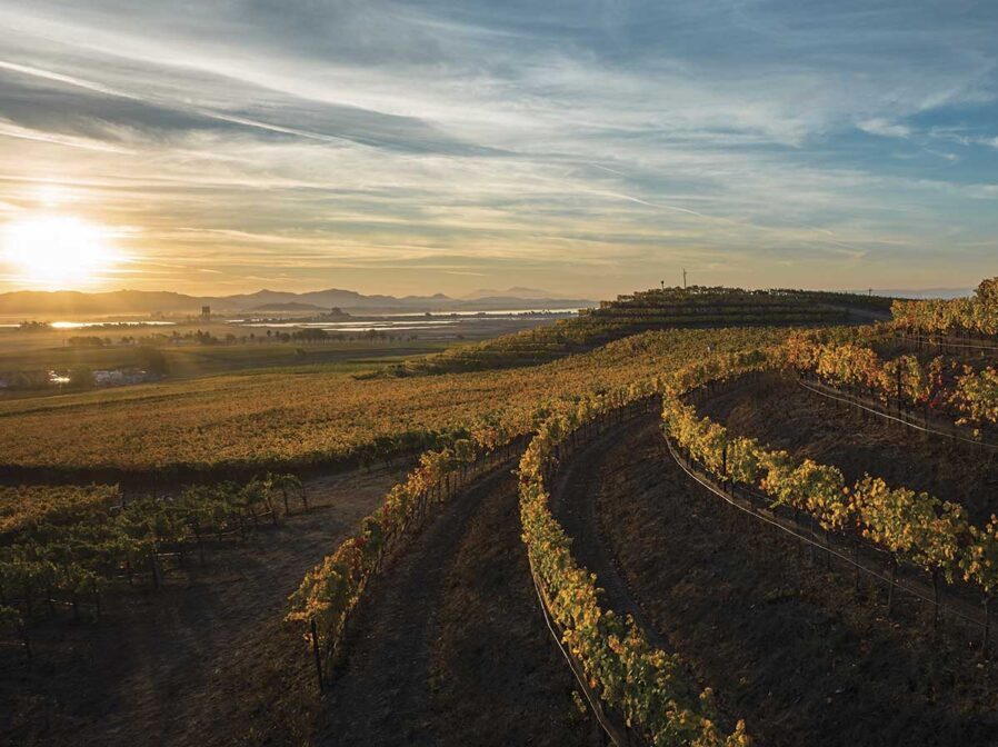 Photo courtesy of Bouchaine Vineyards showing vineyard at dusk with blue sky and clouds for the Los Carneros article