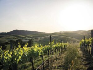 view of Firetree Family Vineyards