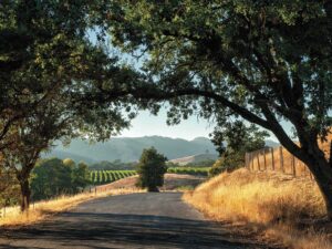 image of highway with vineyards in background and trees overhead for Sonoma County article