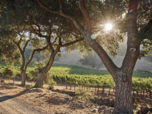 Vineyard view at Stags Leap Wine Cellars with sun peeking through trees for Stags Leap District article