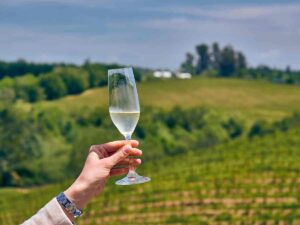 person holding a champagne flute with sparkling wine in front of a vineyard
