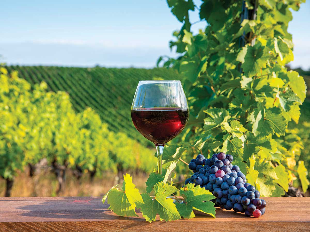 glass of red wine with bundle of grapes on outdoor wood table in front of vineyard